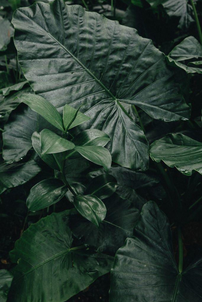 Plante luxuriante du jardin de la distillerie Séverin #ilesdeguadeloupe