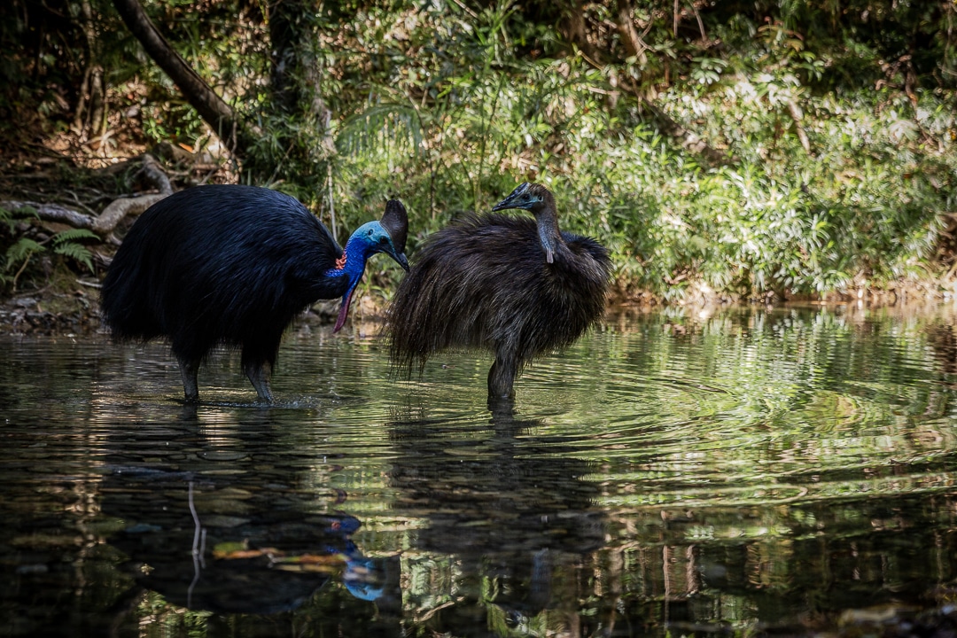 Famille de casoars à casque dans un billabong de la foret tropicale de Daintree en Australie