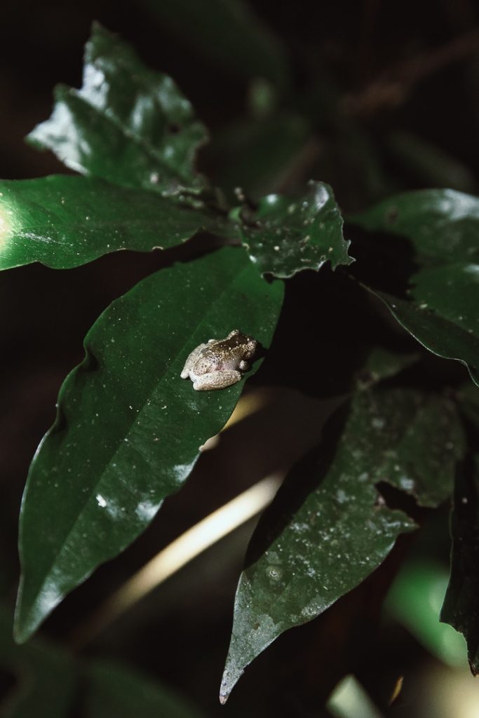 Petite grenouille vue de nuit dans la forêt de Daintree
