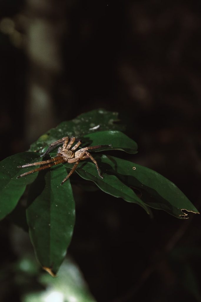 Araignée dans la forêt de Daintree en Australie