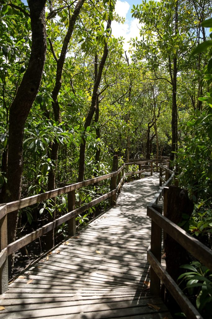 Balade aménagée à travers la forêt tropicale près de Cape Tribulation #queensland #australie