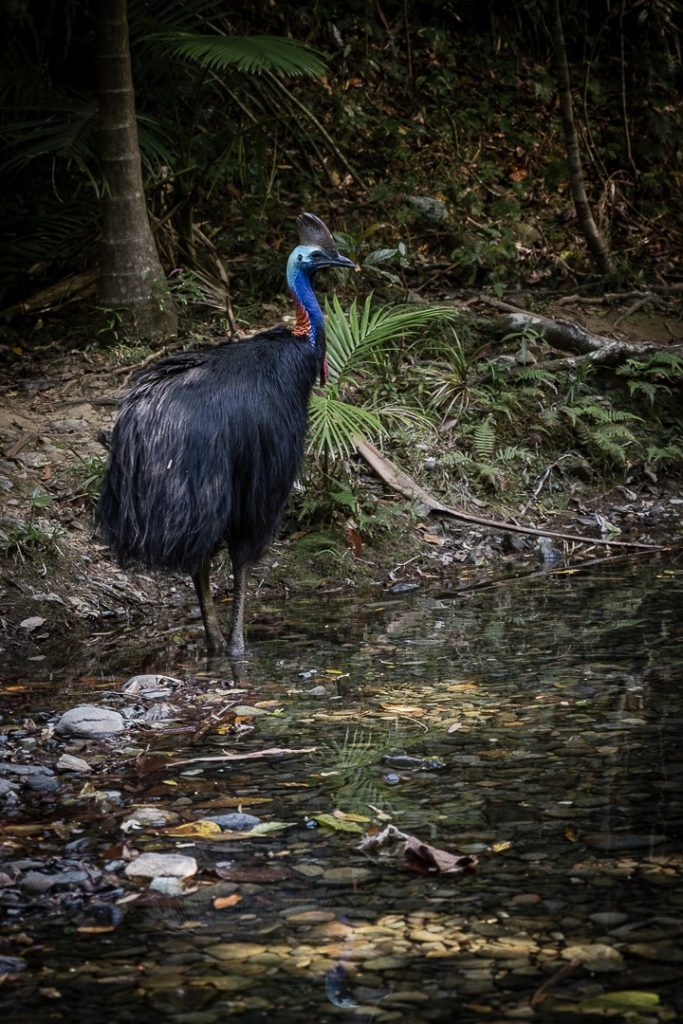 Casoar à casque (cassowary) dans la forêt de Daintree, Australie