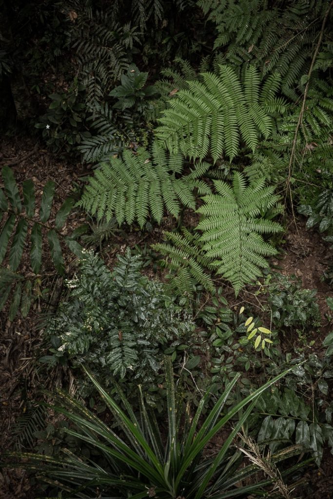 Végétation dans le centre de découverte de la forêt de Daintree #queensland #australie