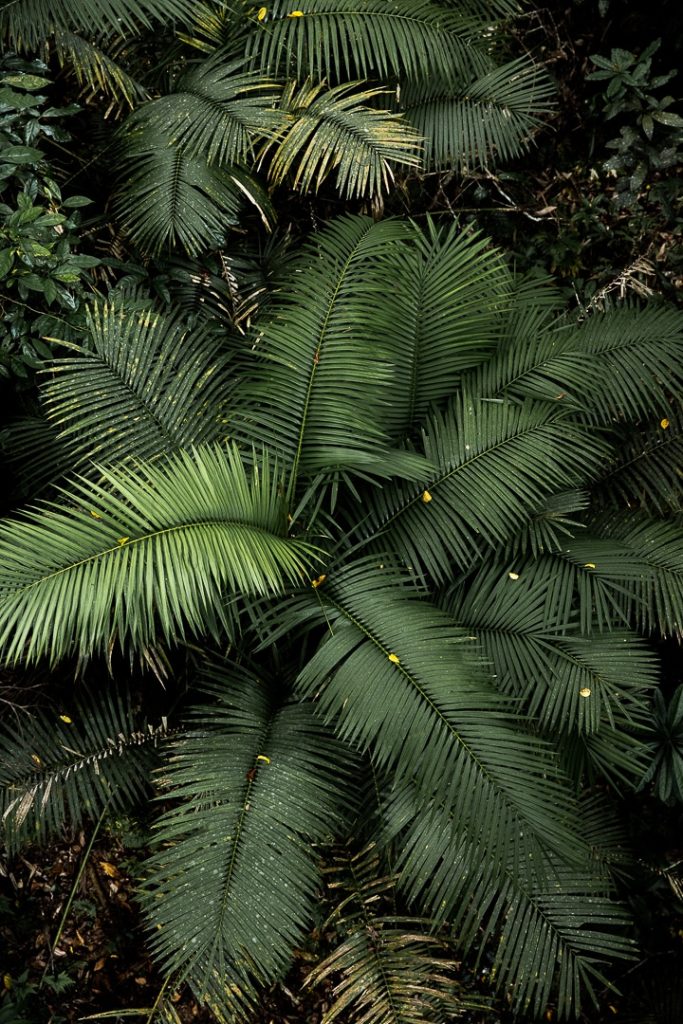 Naturellement beau ! Végétation dans la forêt tropicale de Daintree #queensland #australie