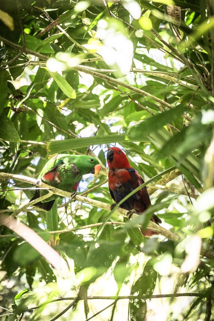 Couple de perroquet du centre de découverte de la forêt de Daintree #queensland #australie