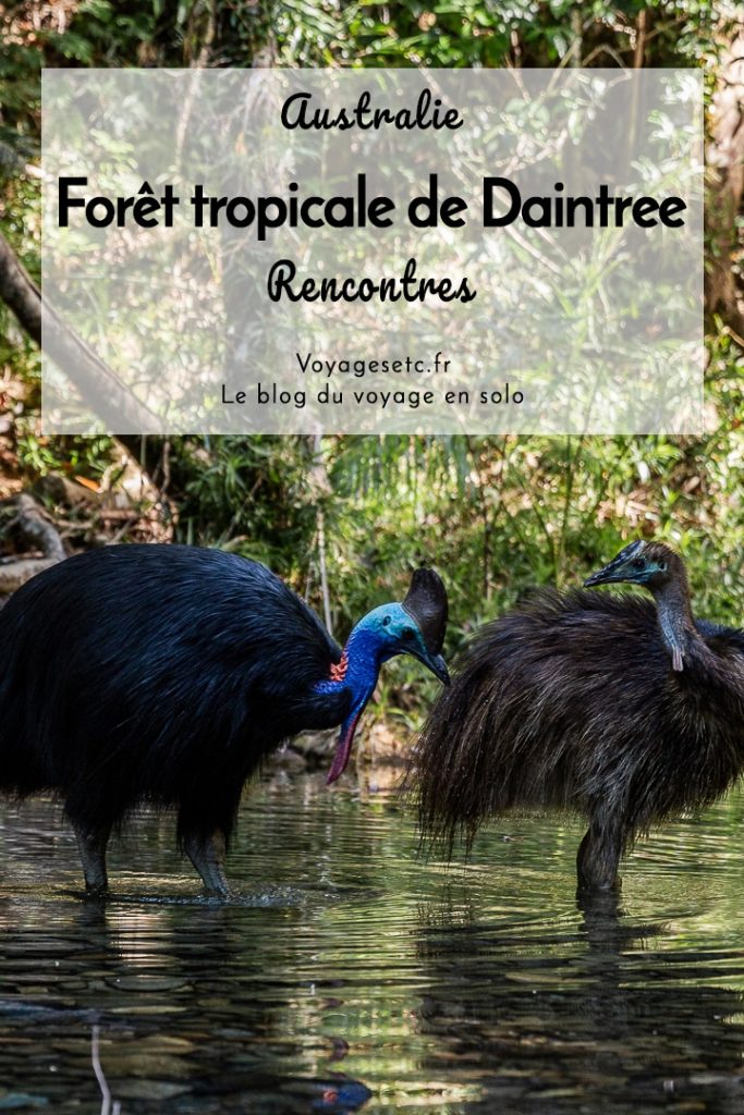 Forêt tropicale de Daintree, rencontre avec cette forêt aussi extraordinaire qu'hostile #australie #queensland