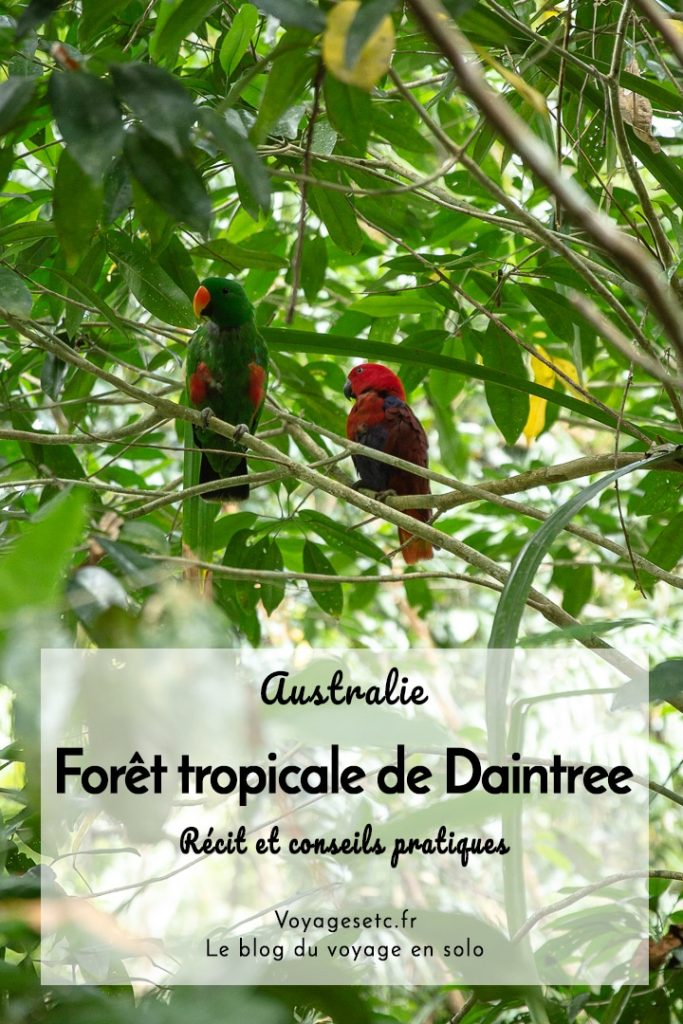 Découverte de la forêt tropicale de Daintree en Australie. Que voir, que faire, où dormir ? #australie #queensland