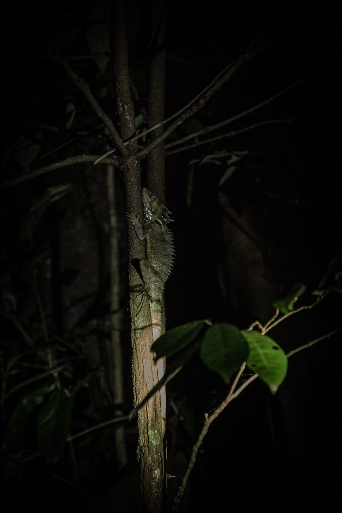 Lézard dans la forêt de Daintree en Australie