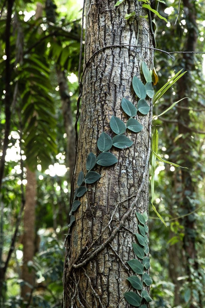 Végétation dans la forêt de Daintree #queensland #australie