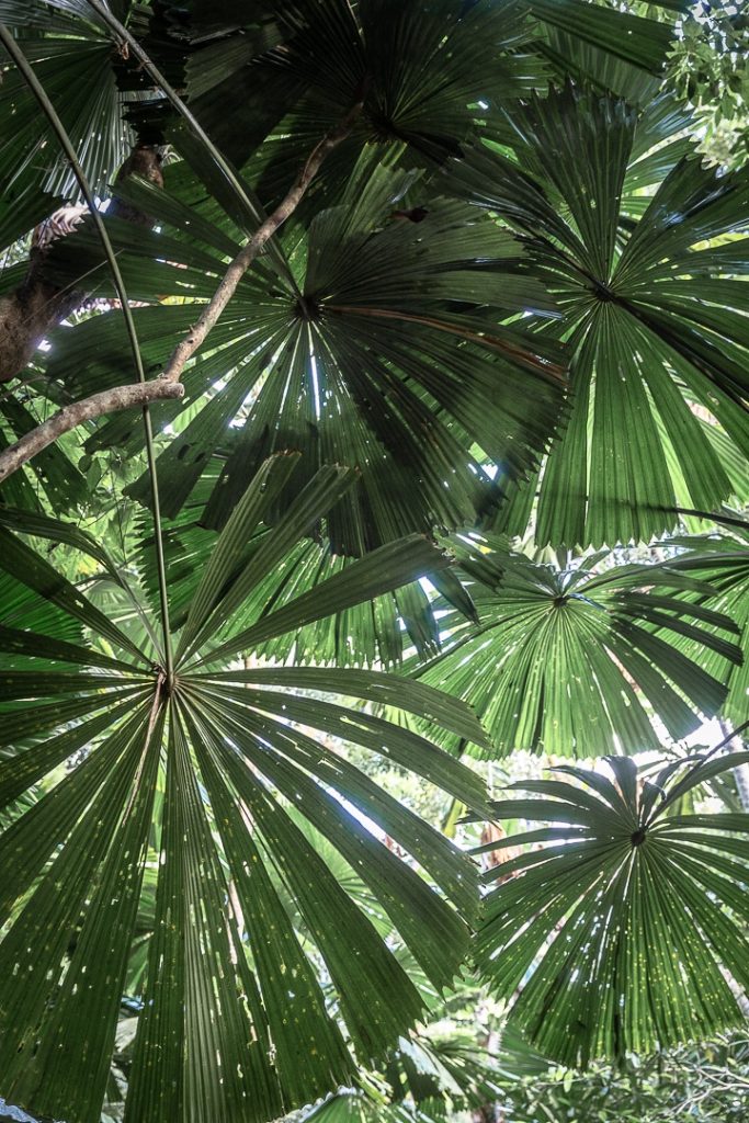 Ombrelle naturelle dans la forêt de Daintree #queensland #australie