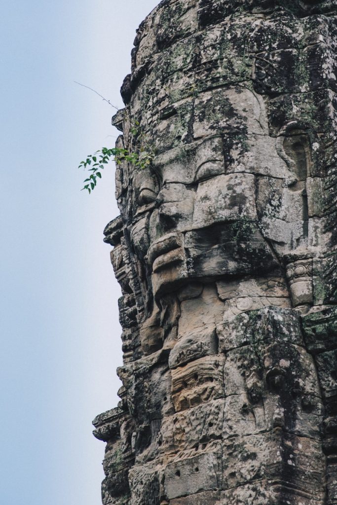 Poésie d'une branche à Angkor
