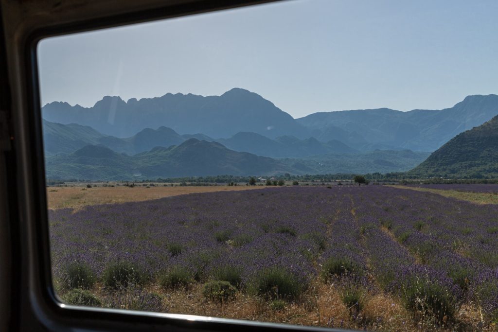 Champ de lavande en Albanie