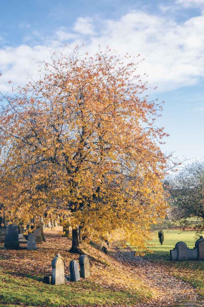 La nécropole de Glasgow en Automne