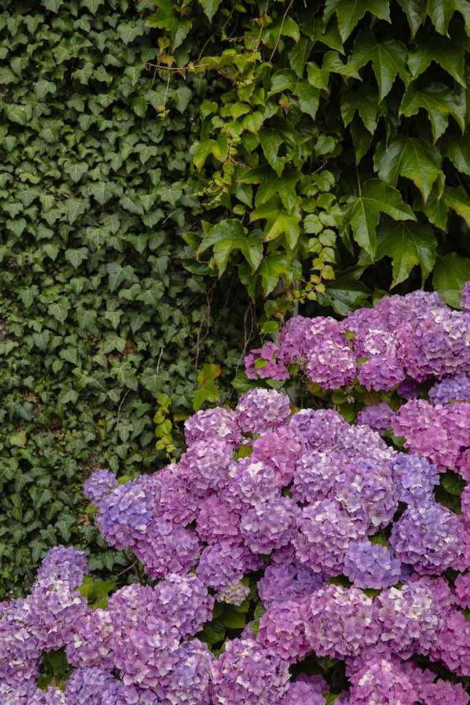 hortensias-sud-finistere