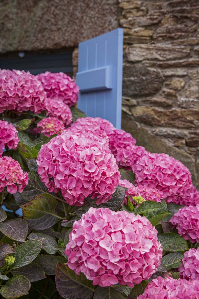 hortentias-bretagne