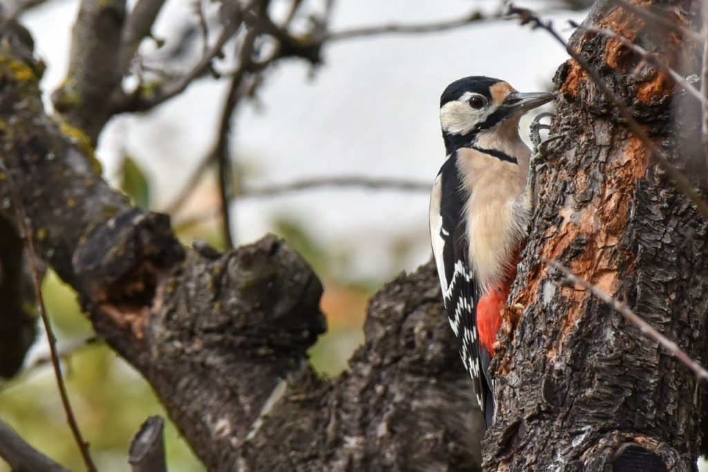 balade-ornithologique-dans-les-Pyrenes-orientale-