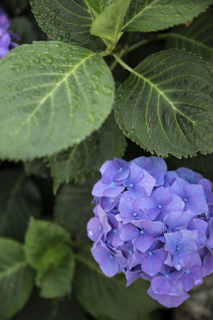 Hortensias-bretagne