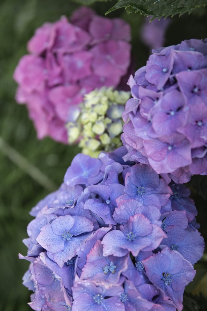 Hortensias-de-pont-aven