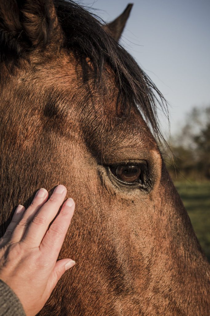 Matin-caresse-avec-les-chevaux