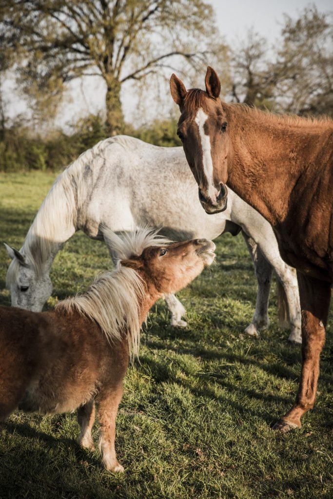 balade-a-cheval-domaine-pierres-jumelles