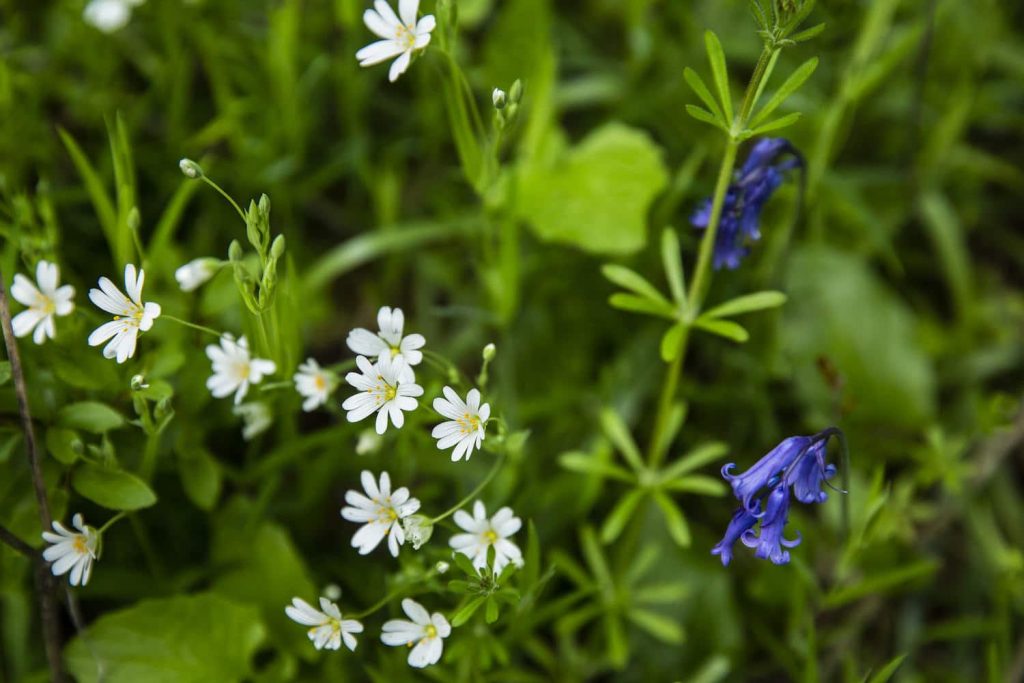 Plantes sauvages en Mayenne