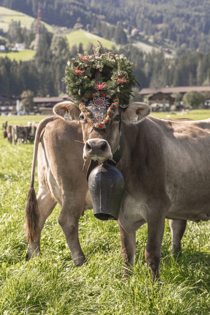 transhumance-tyrol-3