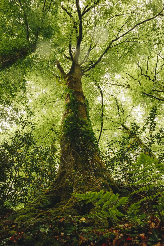 Foret-de-berce-sarthe