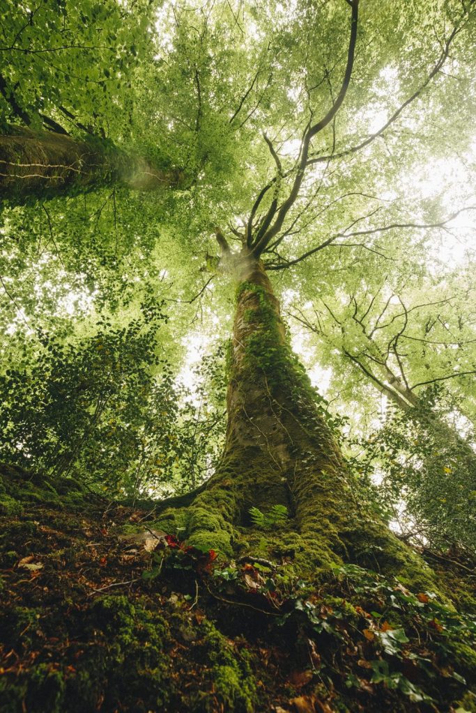 sarthe-foret-de-berce