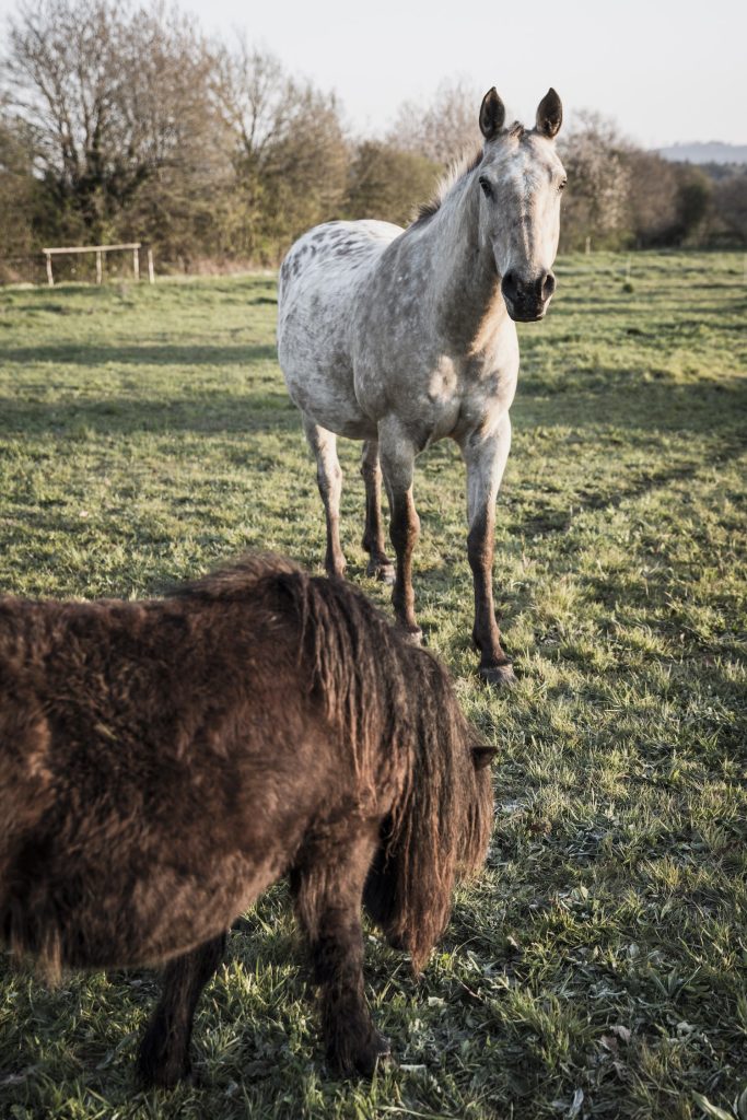 chevaux-pierres-jumelles