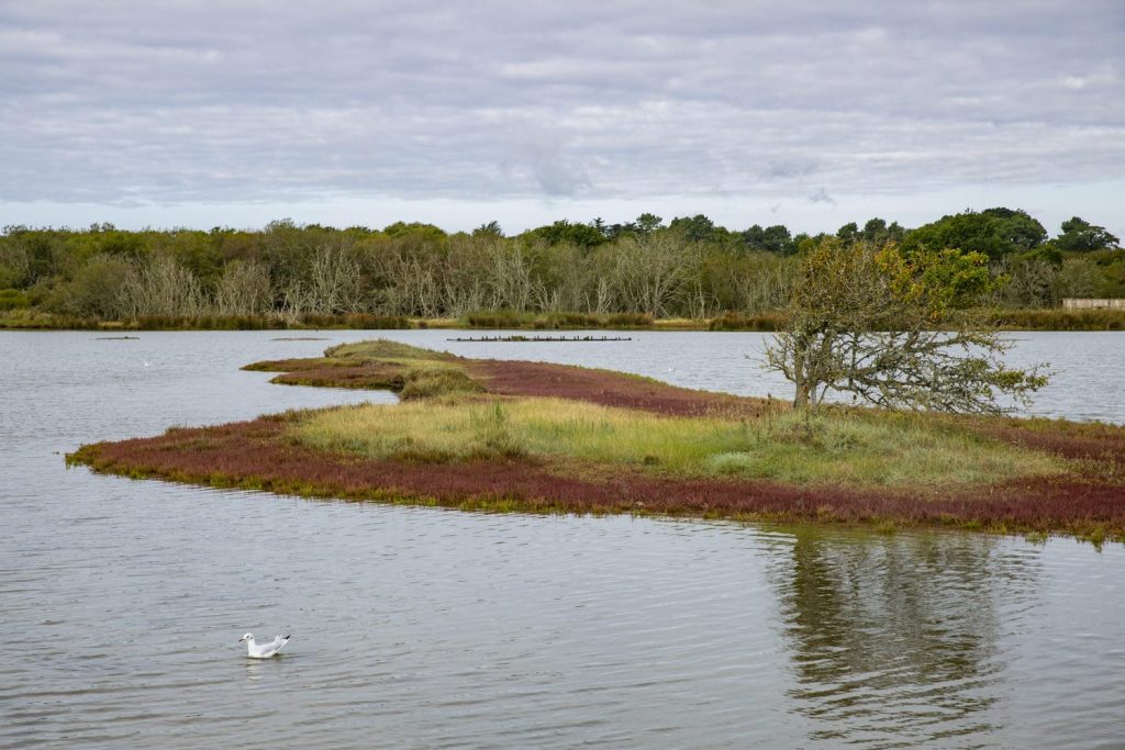 dune dans les marais du Morbihan