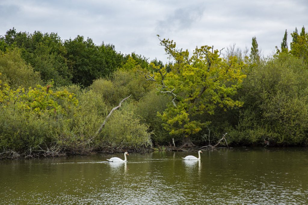 Cygnes dans le marais de Suscino dans le Morbihan
