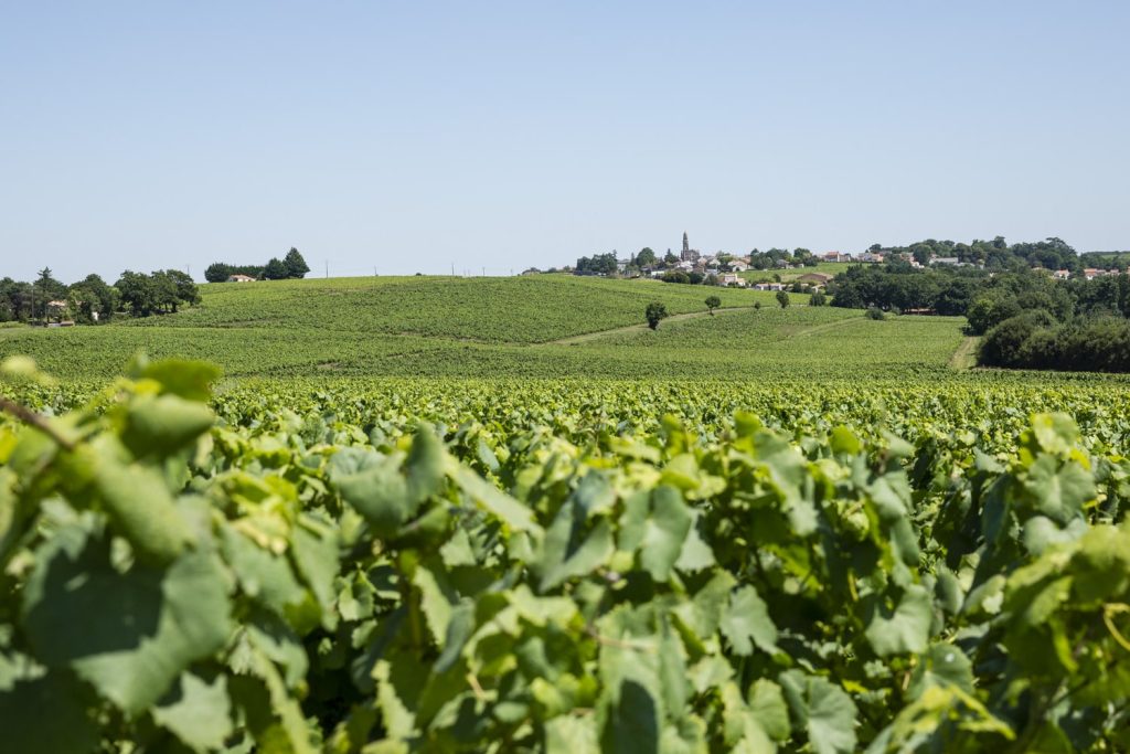 vignoble-de-nantes