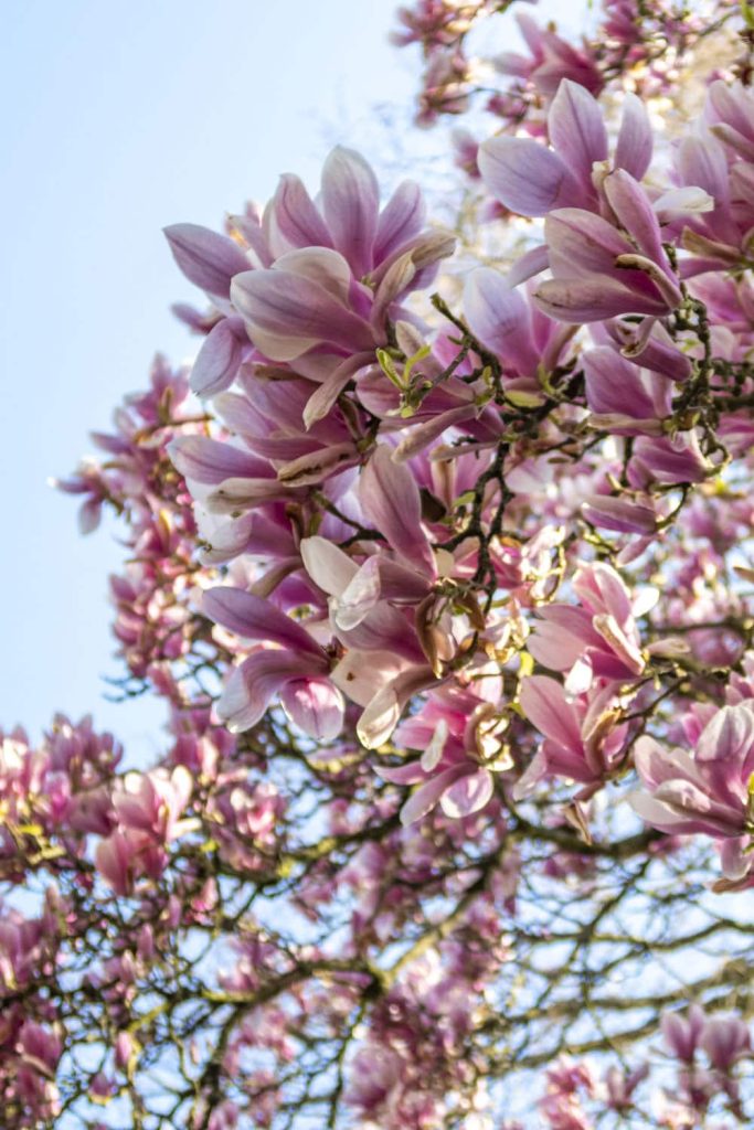 Magolias jardin des plantes nantes