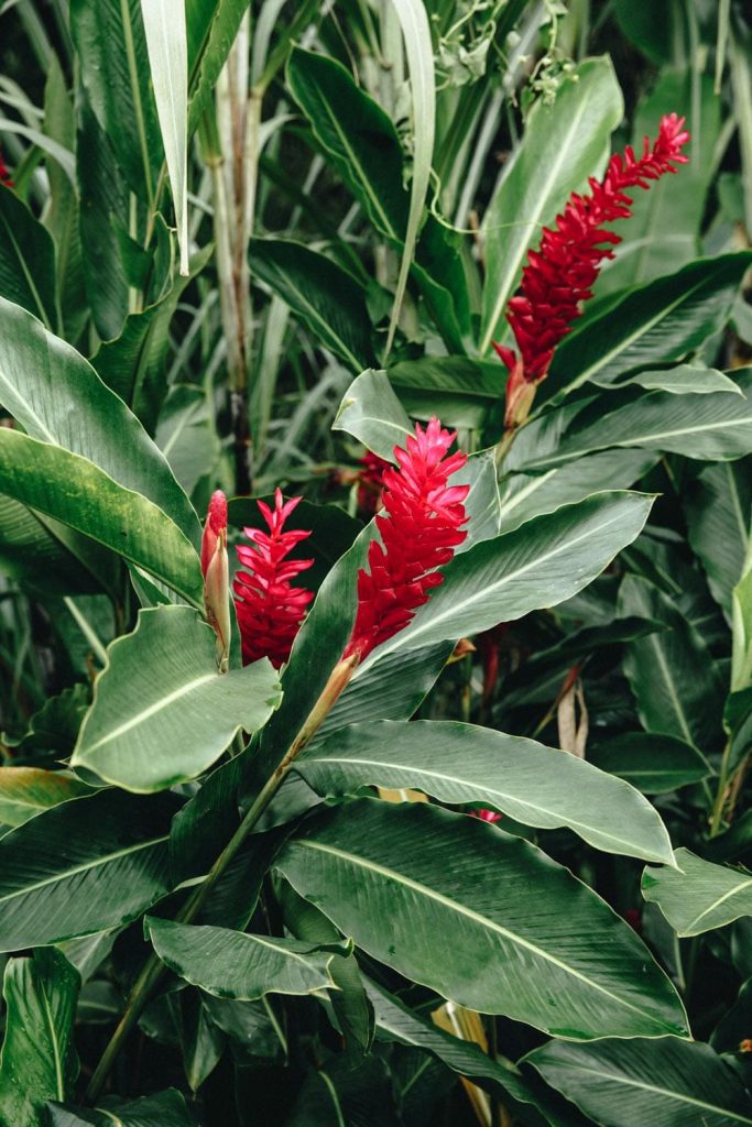 vegetation-iles-de-guadeloupe