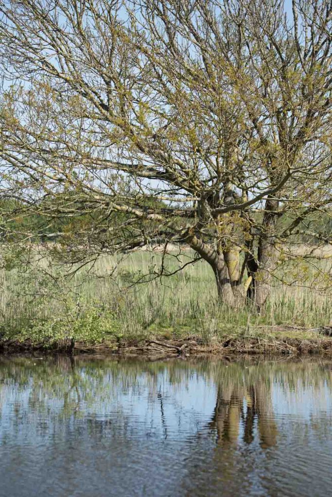 Le marais de Brière une zone humide en Loire Atlantique