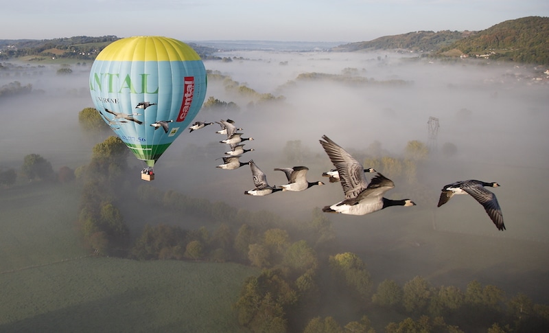 voler-avec-les-oiseaux-auvergne