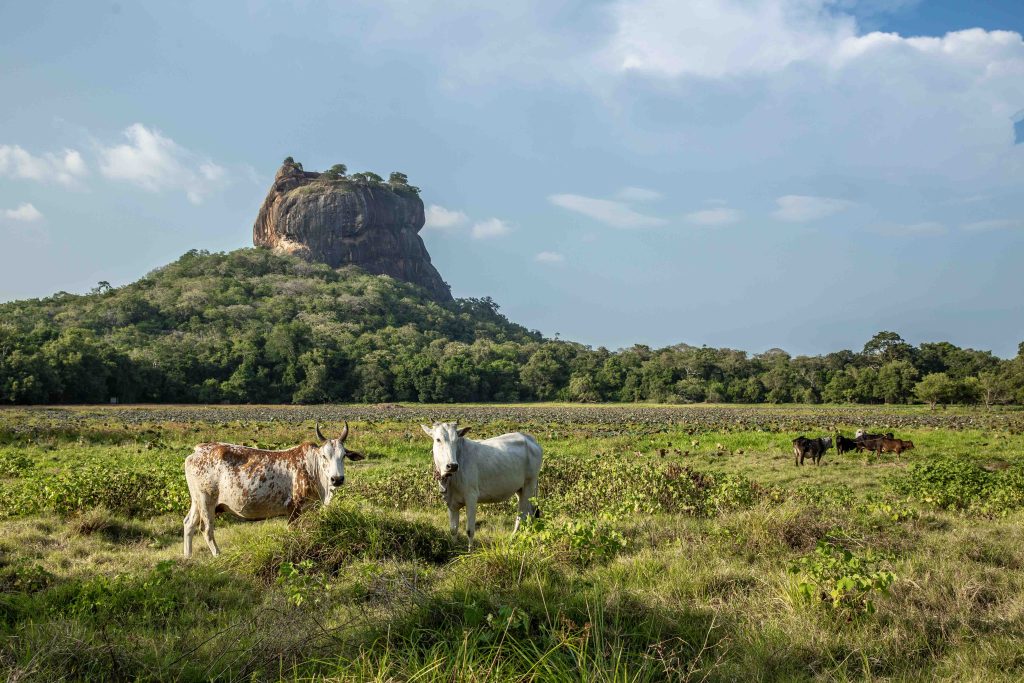 Le roche de Sigiriya au centre du Sri Lanka