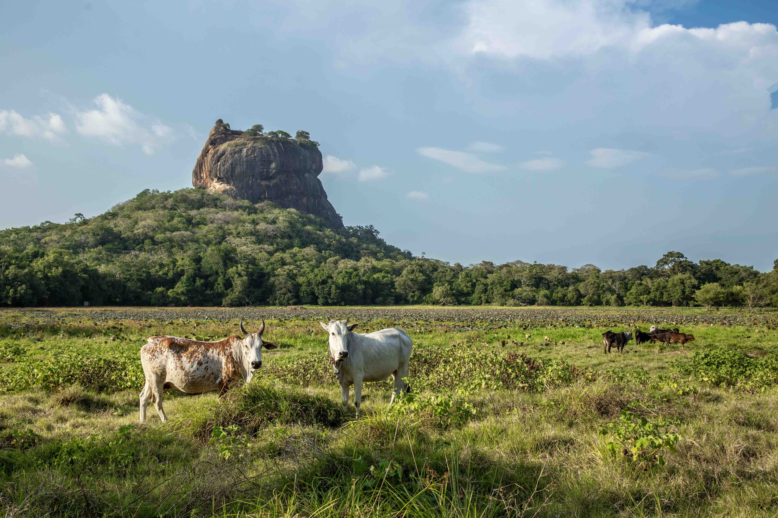 Voyager au Sri Lanka