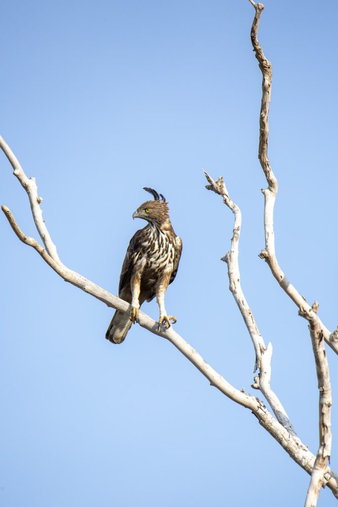 Aigle huppé