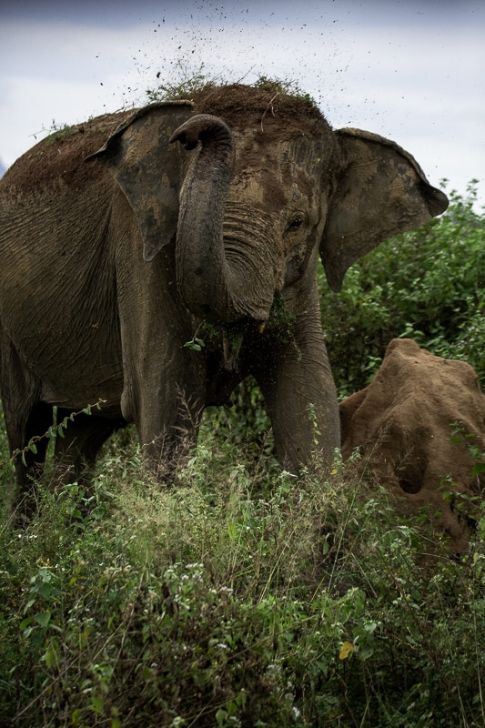elephant sri lanka