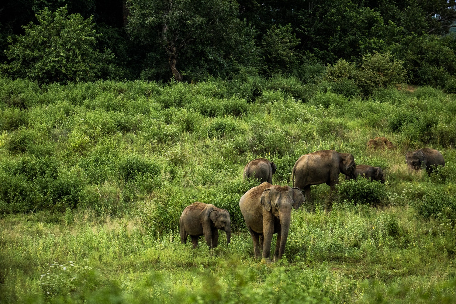 elephant gal oya