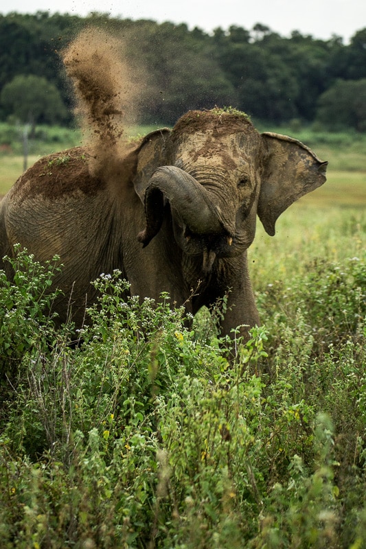 elephant gal oya