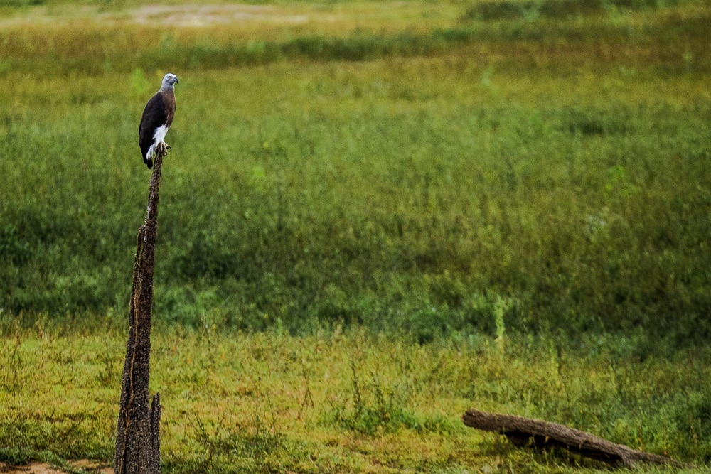 Pyargue à tête grise