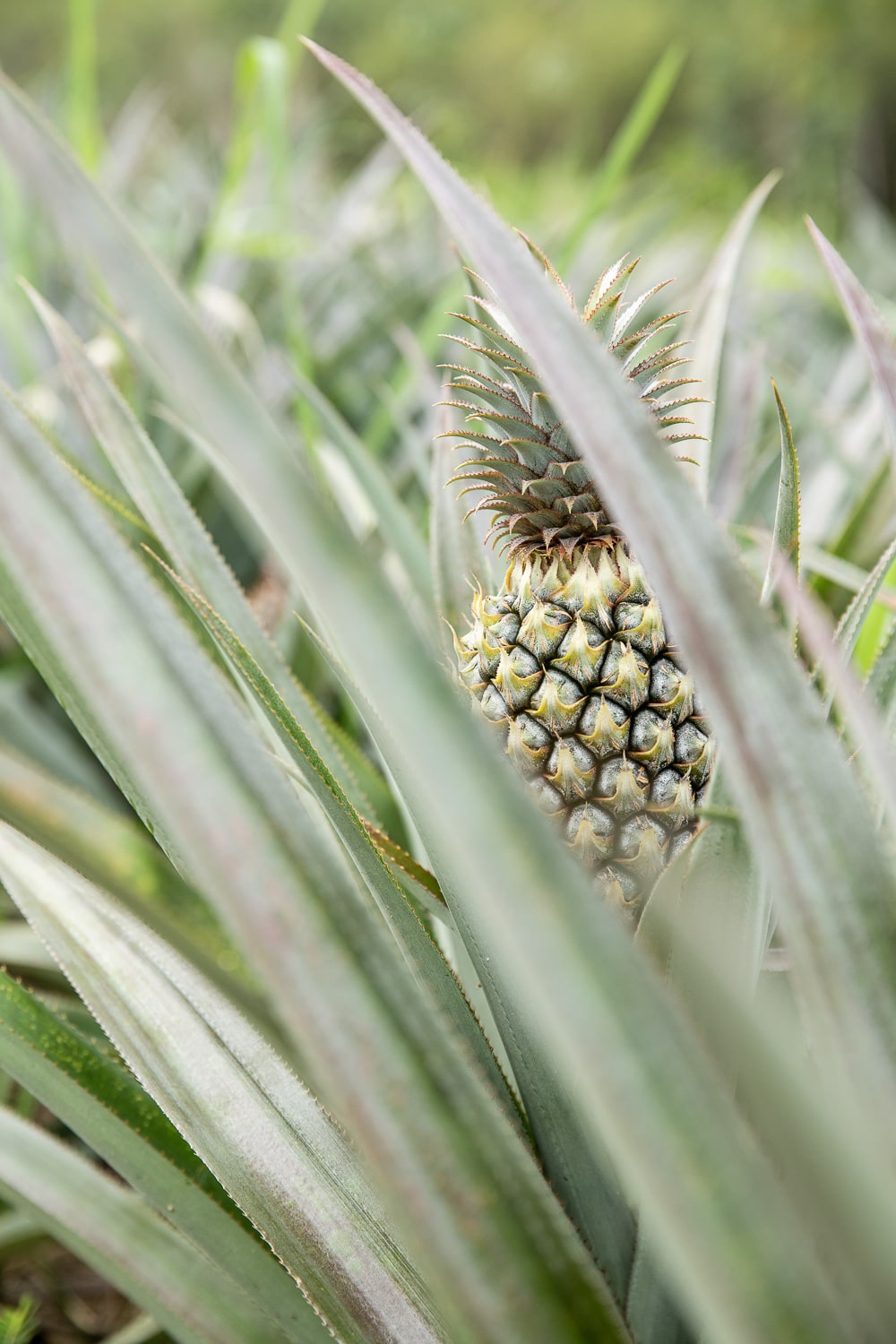 ananas phuket