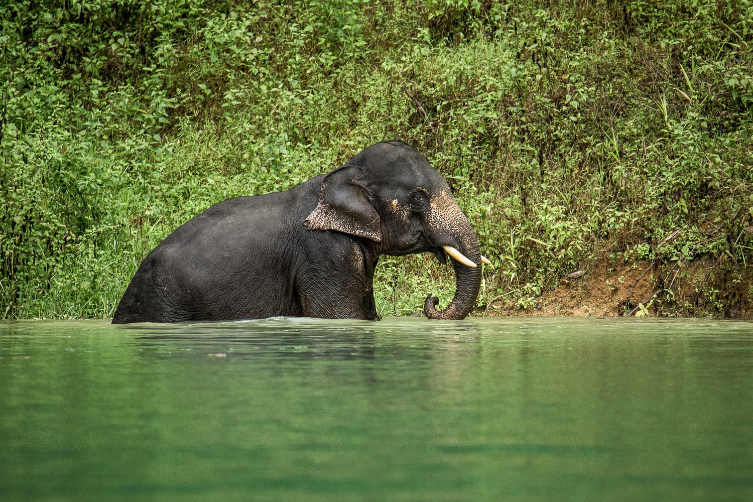 elephant khao sok