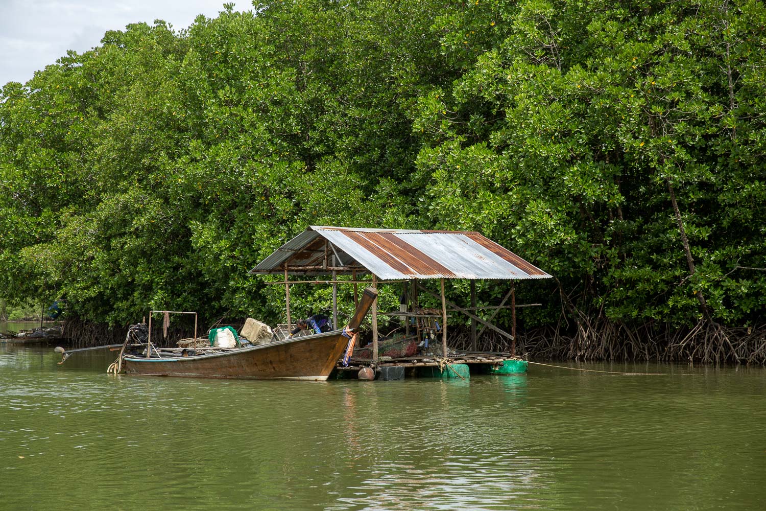 Mangrove bangrong