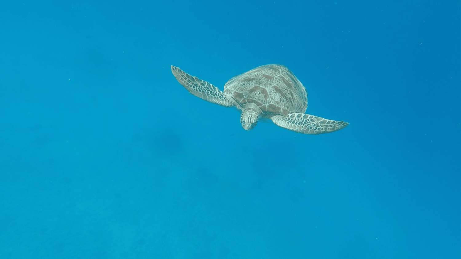 tortues-similan