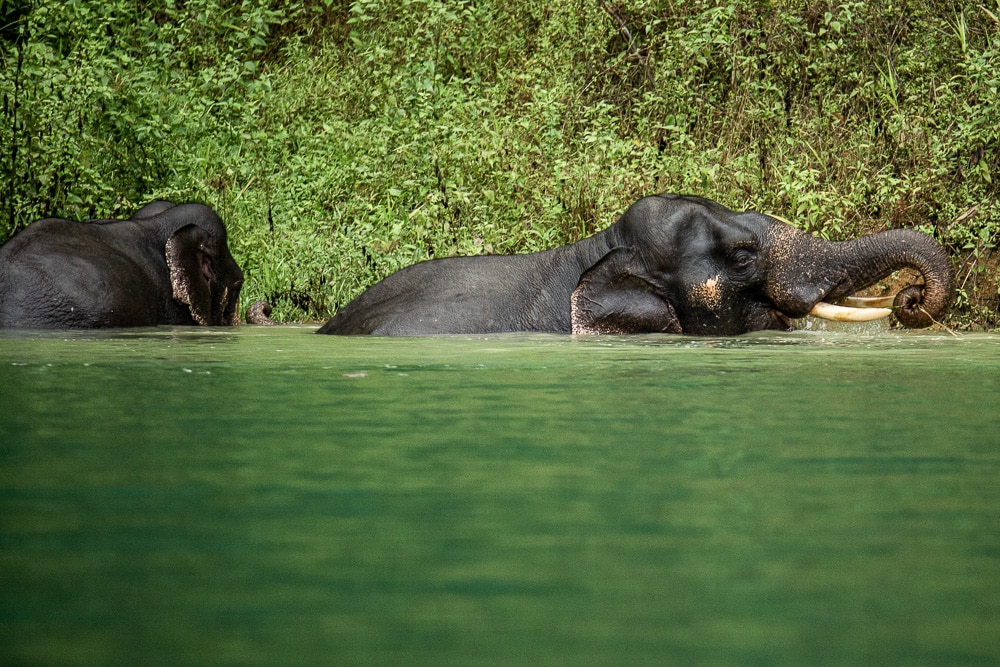 deux éléphants sauvages se baignent dans l'eau verte du lac Cheow Lan
