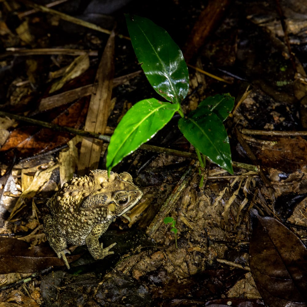 Crapaud essayant de se cacher de nuit dans la jungle de Khao Sok