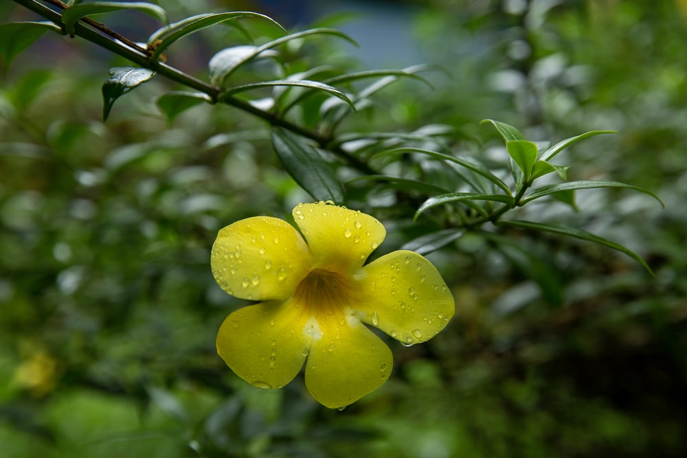 fleur jaune avec de la rosée sur les pétales